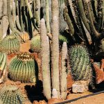 image of planted cactus