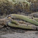 image of fallen saguaro
