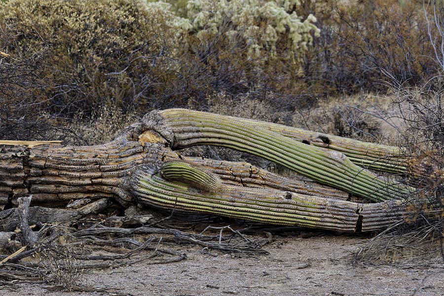 Fallen Saguaro On Your Property? Here's What To Do! - Design